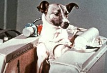 Photo of Na današnji dan pas Lajka upisala se u historiju