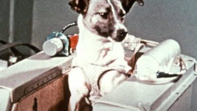 Photo of Na današnji dan pas Lajka upisala se u historiju