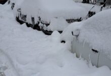 Photo of Od povreda preminula žena na koju je palo stablo u naselju Grbavica