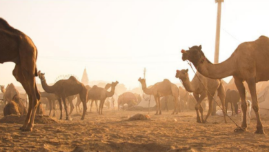 Photo of Australija “uklonila” stotine deva zbog sušnog perioda
