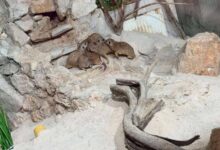 Photo of FOTO/Ljeto u Pionirskoj dolini