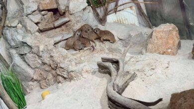 Photo of FOTO/Ljeto u Pionirskoj dolini