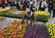 Photo of 50.000 tulipana podijeljeno iz vrta tulipana postavljenog na berlinskom Breitscheidplatzu