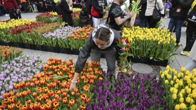 Photo of 50.000 tulipana podijeljeno iz vrta tulipana postavljenog na berlinskom Breitscheidplatzu