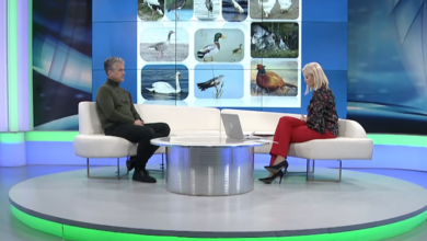 Photo of Ptičja gripa u BiH: Dr. Teufik Goletić za TVSA objašnjava koliko je situacija ozbiljna i šta peradari moraju odmah poduzeti