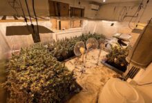 Photo of U akciji MUP-a KS pronađene dvije laboratorije za uzgoj marihuane
