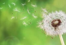 Photo of U KS očekuje se porast koncentracije polena i pojava saharskog pijeska