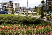 Photo of Proljeće u Novom Sarajevu: 6.000 tulipana i uređenje zelenih površina