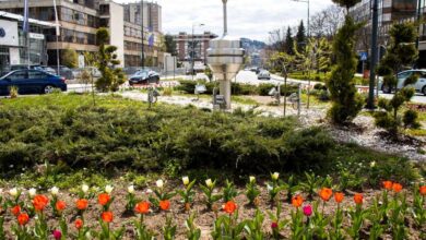 Photo of Proljeće u Novom Sarajevu: 6.000 tulipana i uređenje zelenih površina